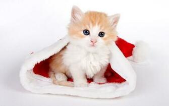 Cute Cat Wallpaper Desktop Funny