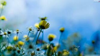 White Flowers Yellow Full HD Wallpaper