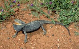 Bearded Dragon Computer Wallpaper Desktop Background