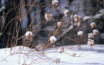 Winter Wallpaper Snowy Scene HD