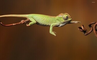 Chameleon Wallpaper Animal
