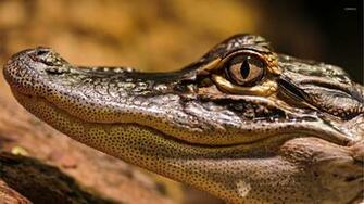 Alligator Wallpaper