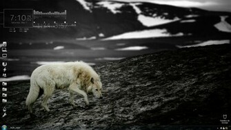 Lone Wolf Wallpaper Animalgals