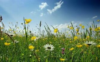 Summer Wildflowers Wallpaper