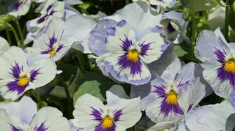 Pansies Wallpaper Flower