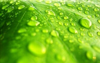 Green Leaf Background Wallpaper Tokomo Pics