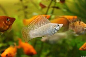 Underwater Aquarium Fish 4k Wallpaper Orange Green 8k