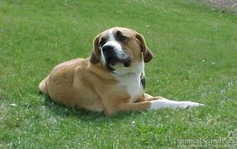St Bernard Puppy Puppies Wallpaper