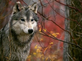Atum Lone Wolf HD Wallpaper Res