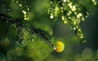 File Name Pine Tree Wallpaper