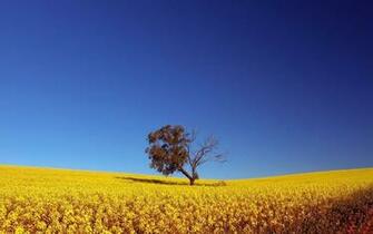 Wallpaper HD Nature Widescreen Background