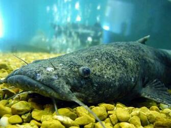 Flathead Catfish For