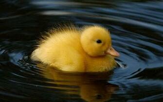 Baby Duck Wallpaper