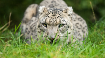 Snow Leopard Glance 4k Wallpaper HD Animals