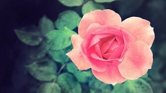 Pink Rose Wallpaper By Hoatongoc