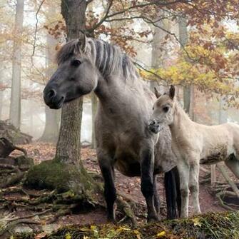 Beautiful Wallpaper Wild Horses