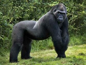 Gorilla Wallpaper HD