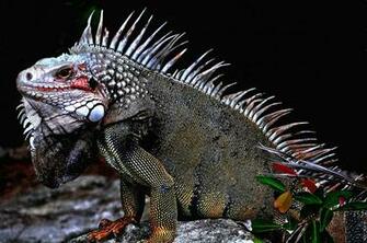 Image Iguana Reptiles Animals