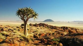 Two Safaris Of Note For Deep Kalahari And Bush Babies
