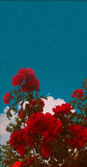 Red Flower Aesthetic Wallpaper