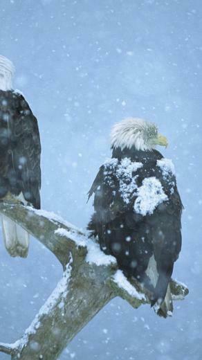 Bald Eagles In Alaska iPhone Wallpaper HD For