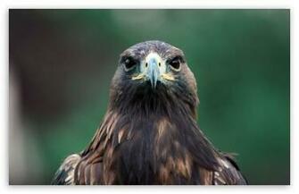 Bird Of Prey HD Wallpaper For Standard Fullscreen Uxga Xga