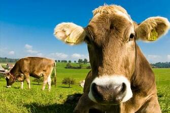 Cow Wallpaper