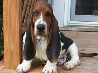 Pics Photos Basset Hound Wallpaper