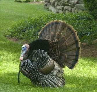 Wild Turkey Enterprise Instant Messaging