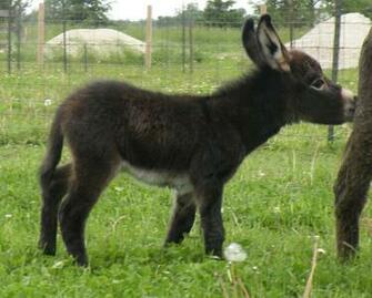 Ing Donkey HD Wallpaper Color Palette Tags Category General