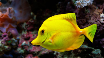 Beautiful Fish Wallpaper