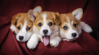 Cute Dog Wallpaper