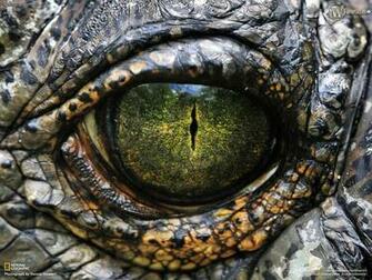 Eye HD Wallpaper Background