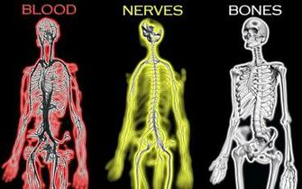 Humanbody Human Wallpaper Body Hey My