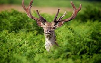 Source Url Smscs Photo Deer Html