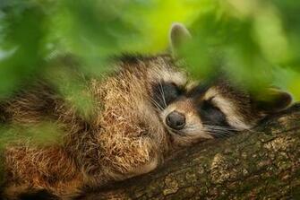 Raccoon Computer Wallpaper Desktop Background Id