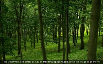 Green Forest Wallpaper HD
