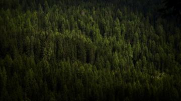 Wallpaper Id Forest Trees Aerial Green