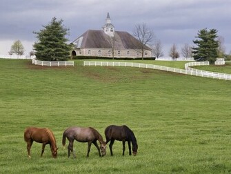 Horse Farm Desktop Pc And Mac Wallpaper