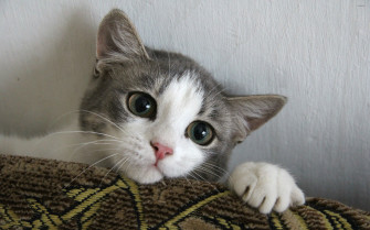 Cute Kitten Wallpaper