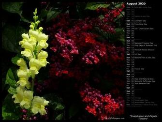 Mlewallpaper Snapdragon And Pagoda Flowers Calendar