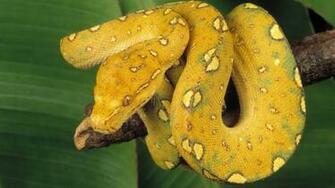 HD Snakes Wallpaper And Photos Animals