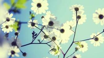Flower Instagram Wallpaper