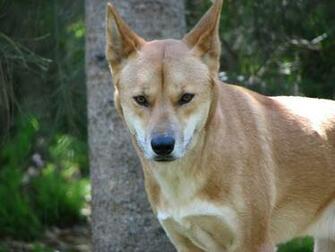 File Dingo At Taronga Zoo Jpg