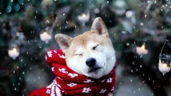 Animals Dogs Shiba Inu Wallpaper