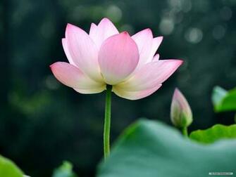 Lotus Flower Desktop Wallpaper And Image For Your Computer