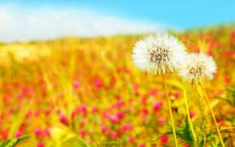 Cute Summer Background HD High Wallpaperiz