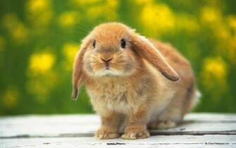 Bunny Rabbits Image Bunnies Wallpaper Photos