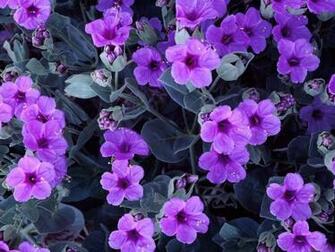 Violets The Flowers Avenue