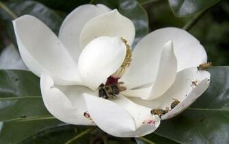 Tag Southern Magnolia Flower Wallpaper Background Photos